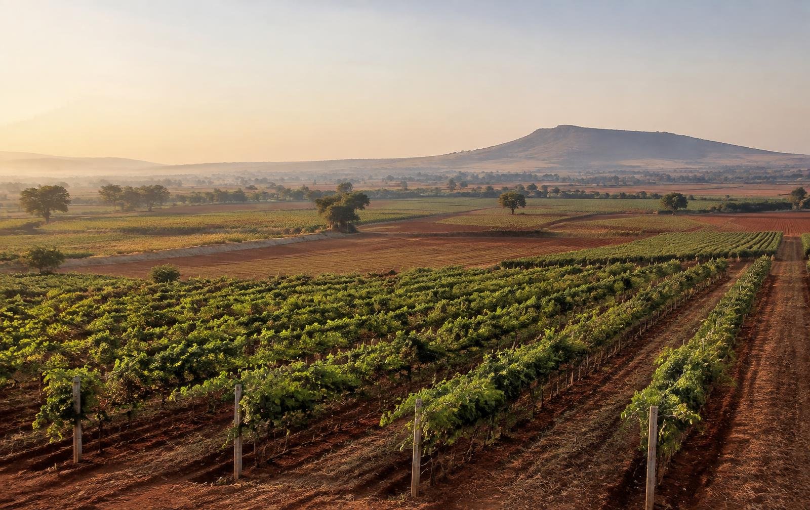 Grape vineyards and red-soil fields at sunrise in north Karnataka